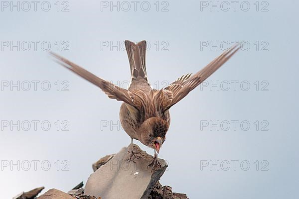 Plain mountain finch