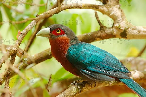 Adult maroon malkoha