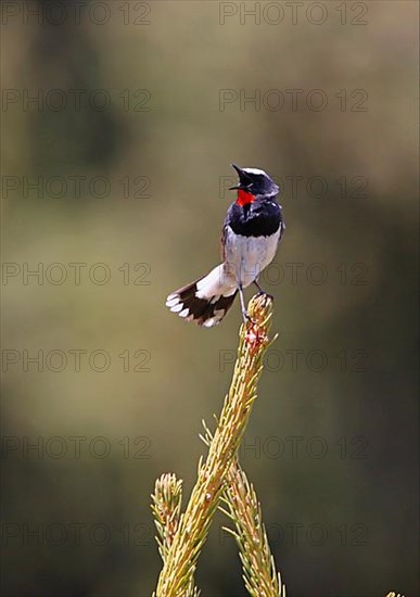 White-tailed Rubythroat