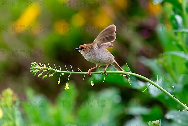 Hunter's Cisticola