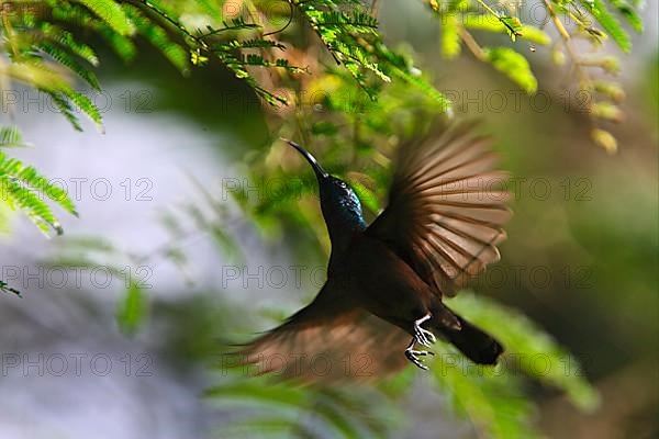 Long-billed Sunbird