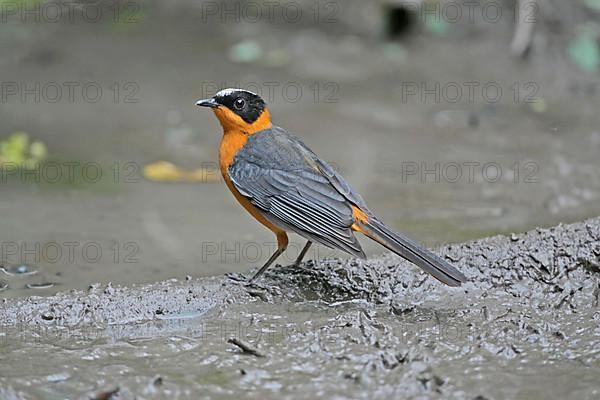 Snowy-crowned Robin-chat