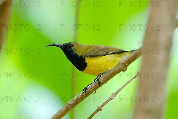 Olive-backed sunbird