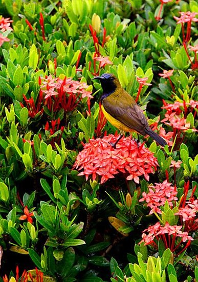 Green-backed Sunbirds