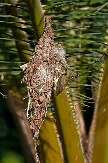 olive-backed sunbird