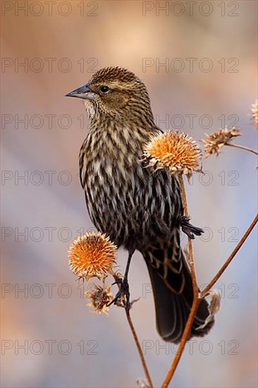 Red-winged Blackbird