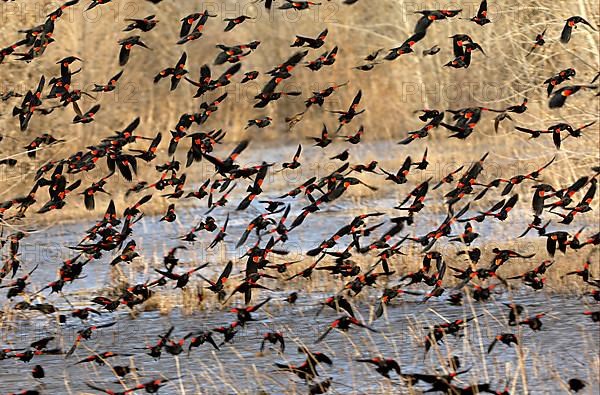 Red-winged Blackbird