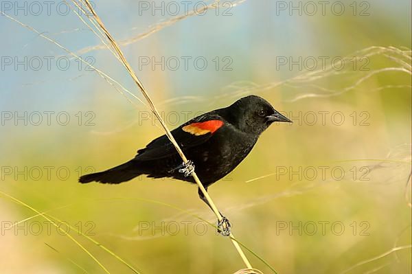 Red-winged Blackbird