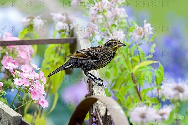 Red-winged Blackbird