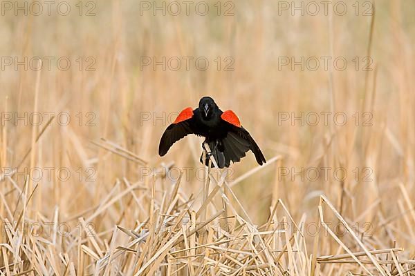 Red-winged Blackbird