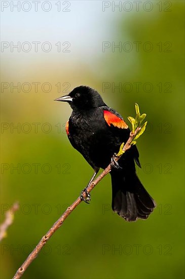 Red-winged Blackbird