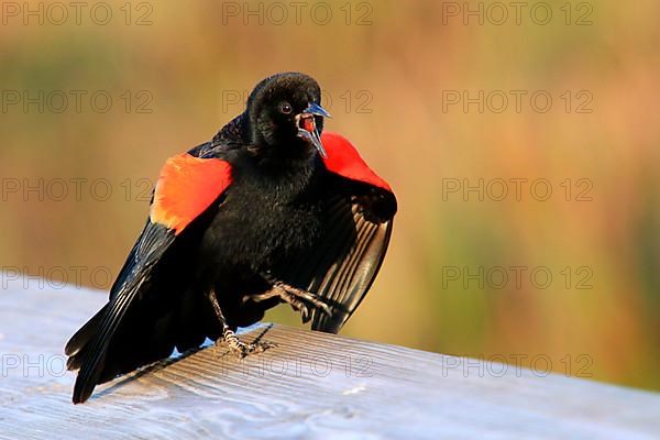 Red-winged Blackbird