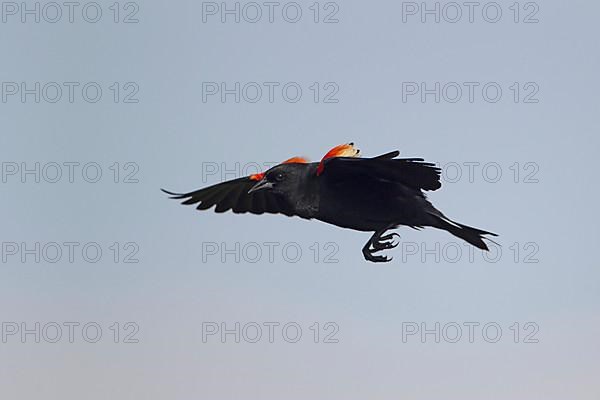 Red-winged Blackbird