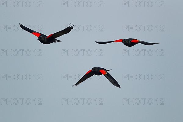 Red-winged Blackbird