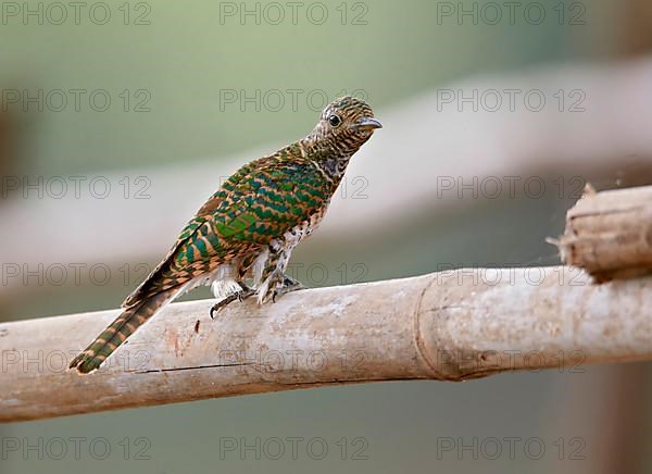 Klaas's Cuckoo