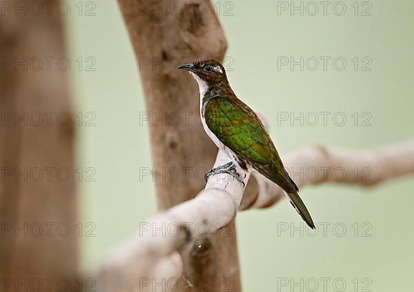 Klaas's Cuckoo