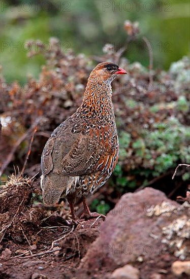 Adult chestnut-naped francolin