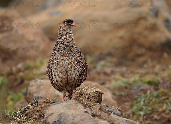 Adult chestnut-naped francolin