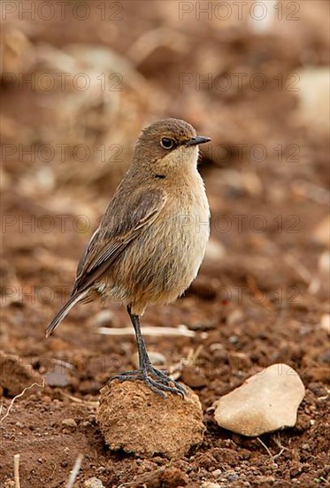 Moorland chat