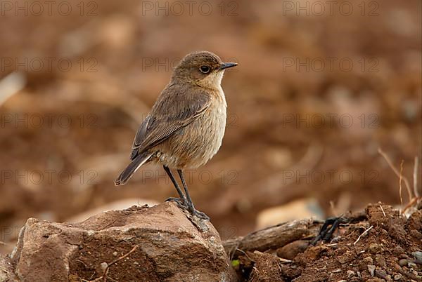 Moorland chat