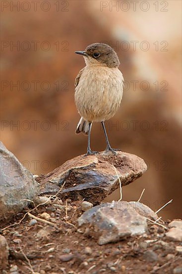 Moorland chat