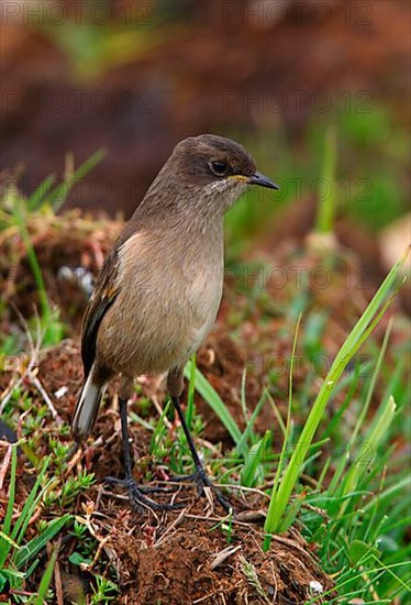 Alpine Wheatear