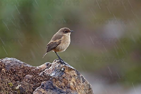 Moorland chat