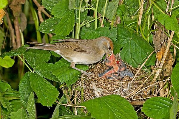 Blackcap