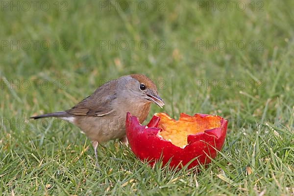 Blackcap