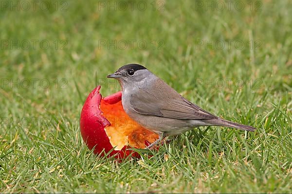 Blackcap