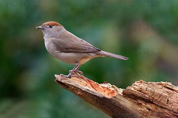 Blackcap