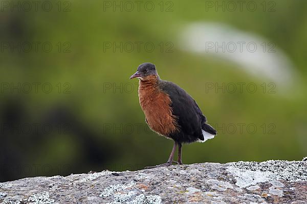 Rouget's rouget's rail