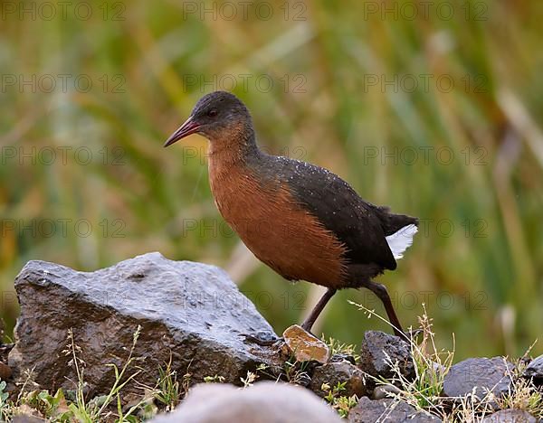 Rouget's rouget's rail