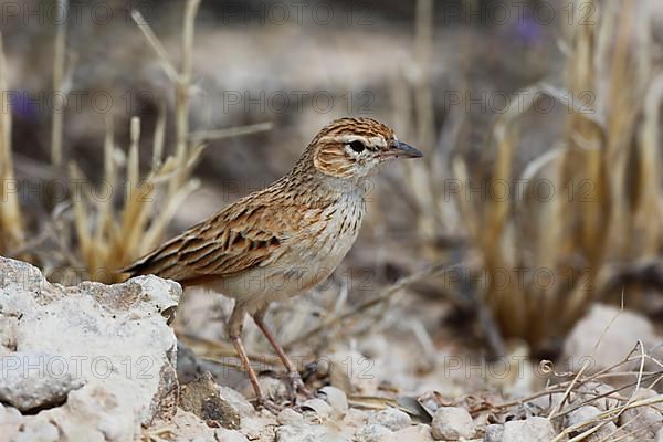 Eastern Clapper Lark