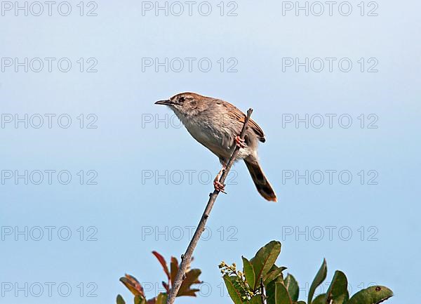 Mountain Cisticola