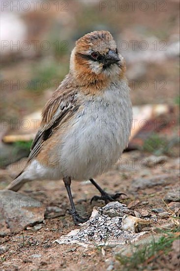 Rufous-necked Snowfinch