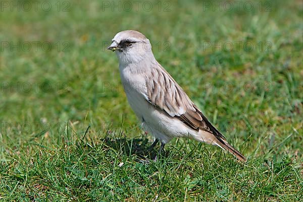 White-rumped Snowfinch