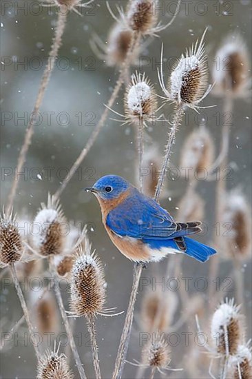 Eastern Bluebird