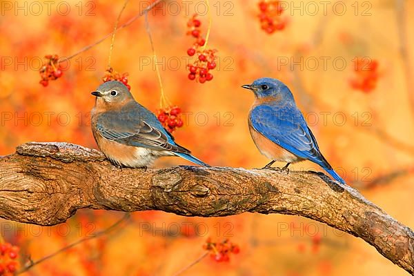 Eastern Bluebird