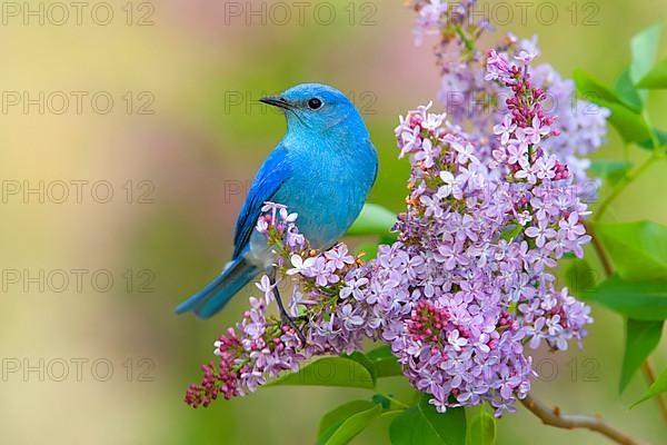 Mountain Bluebird