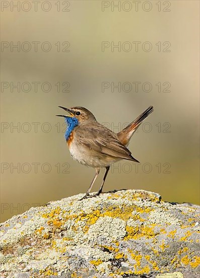 White-throated white-spotted bluethroat