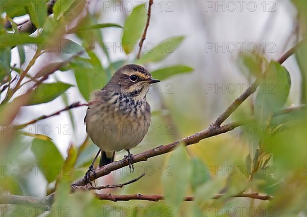 Red-spotted bluethroat