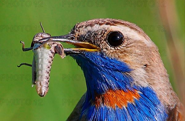 Red-spotted Bluethroat