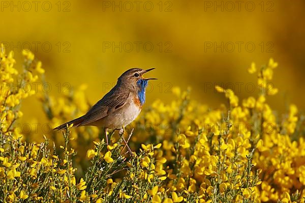 White-spotted Bluethroat