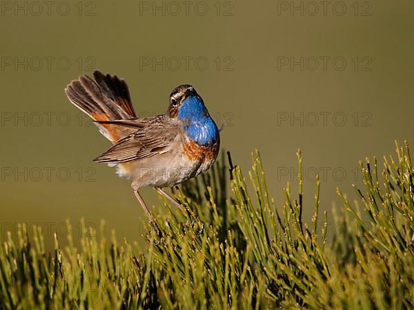 White-spotted Bluethroat