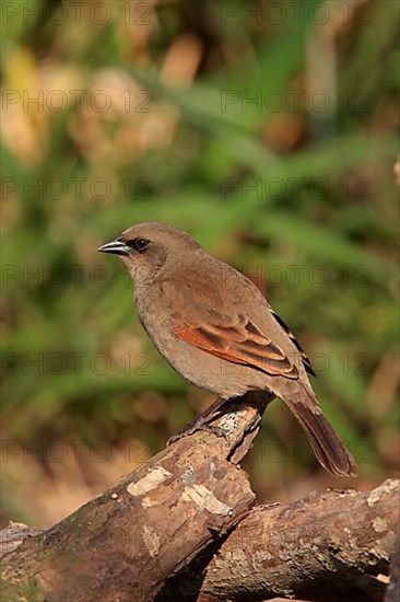 Grey Cowbird