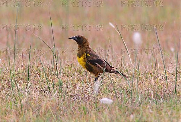 Brown-and-yellow Marshbird