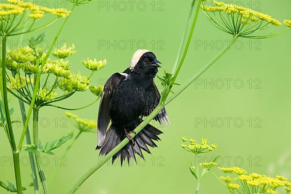 Bobolink