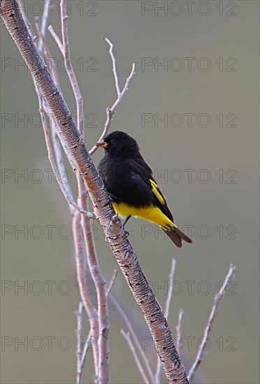 Black Siskin