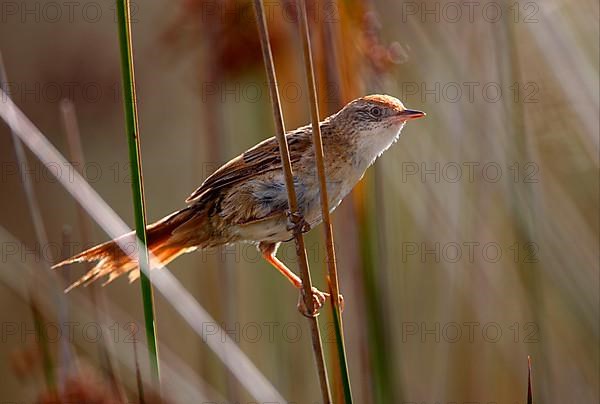 Bay-capped Wren-spinetail